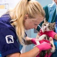 The cats available to Peterborough adopters as RSPCA declares 'cat crisis'