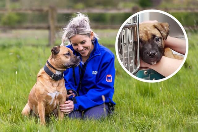Loki pictured after his rescue (inset) and with RSPCA inspector Zoe Ballard after having recovered and been rehomed.