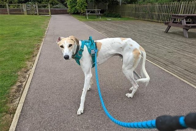 Barkley is a one-year-old male lurcher, admitted to Woodgreen in May 2022.
