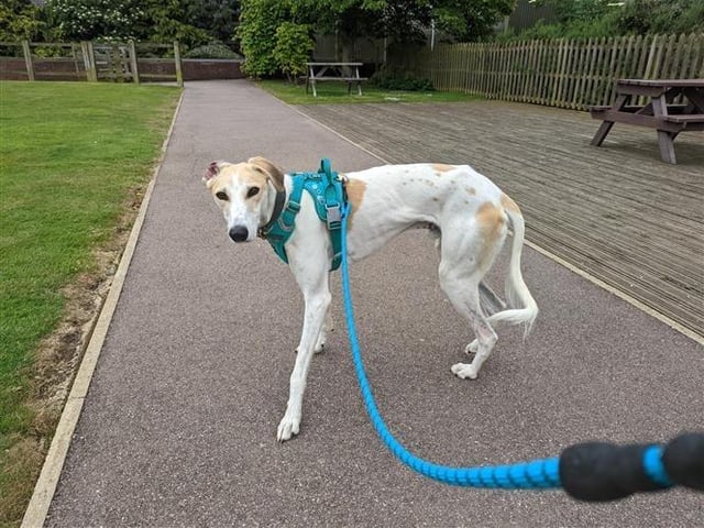 Barkley is a one-year-old male lurcher, admitted to Woodgreen in May 2022.
