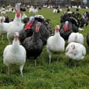 Library picture of turkeys