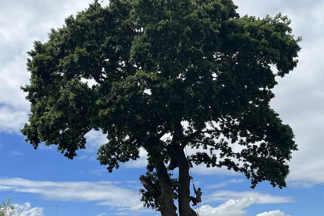 Extinction Rebellion campaigner 'Shrike' coming down the tree