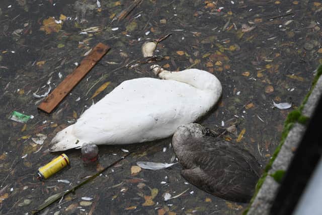 A number of bird deaths have been reported at the Embankment