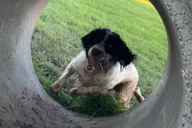 Despite being in active pain, five-year-old Whiskey - affectionately known as 'Wonk' - loves doing 'all spaniel things, such as puddle-diving and ditch-jumping.'