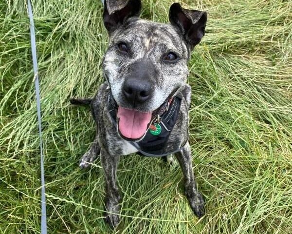 'Lady is a beautiful 6-year-old crossbreed who is currently available for adoption at Woodgreen. She is a social dog who loves to be around people. Lady is good with children aged 7 years and over and would make a great addition to any family looking for a dog that is lively and very affectionate. Lady enjoys playing with her toys and going on walks, but she prefers to be walked in areas or at quiet times where she can avoid other dogs. In addition, Lady would love her own private, secure 6ft fenced garden to charge around in and have zoomies. She is looking for a permanent home where she will receive plenty of exercise, attention, and love. Lady would make a great companion for a family who can provide her with the patience and understanding she needs.'