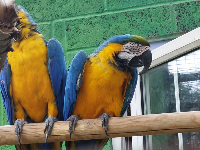 Woody and Buzz, the highly vocal macaws often greet visitors with a friendly "Hello!"