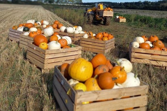 Open weekends from October 5, then all week long from 21st Oct-27th. Opening times 10am to 4pm.