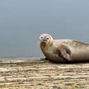 Seal by the rowing course at Thorpe Meadows. Photo: Richard Kendall