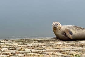 Seal by the rowing course at Thorpe Meadows. Photo: Richard Kendall