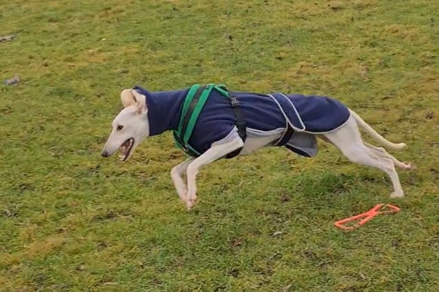 Ghost is a three-year-old female lurcher, admitted to Woodgreen in November 2021.