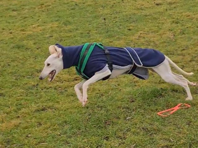 Ghost is a three-year-old female lurcher, admitted to Woodgreen in November 2021.