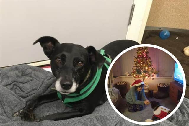 Nine-year-old Oreo was rehomed by Sue after 490 days in Woodgreen pets charity's care.