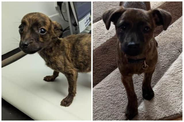 17-week-old rescue dog Dave - who was abandoned when he was just seven weeks old - is "thriving' since being successfully re-homed.