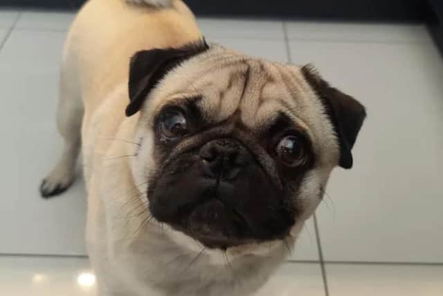 Much-loved pug Oreo was beset with numerous health issues which required costly specialist veterinary treatment.