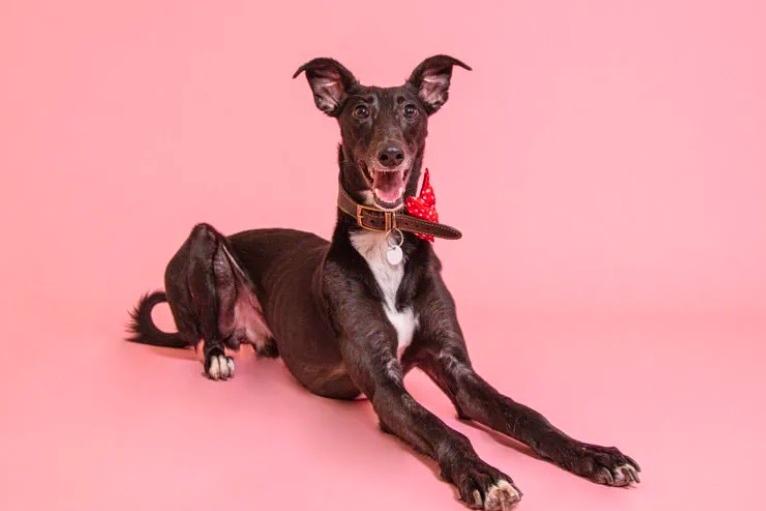 Dobby is a two year old male lurcher. The charity says it is not recommended for Dobby to live with other pets, or children aged under eight. He unfortunately arrived at the charity as a stray with a fracture so is on limited exercise currently and will need help throughout his recovery journey.
