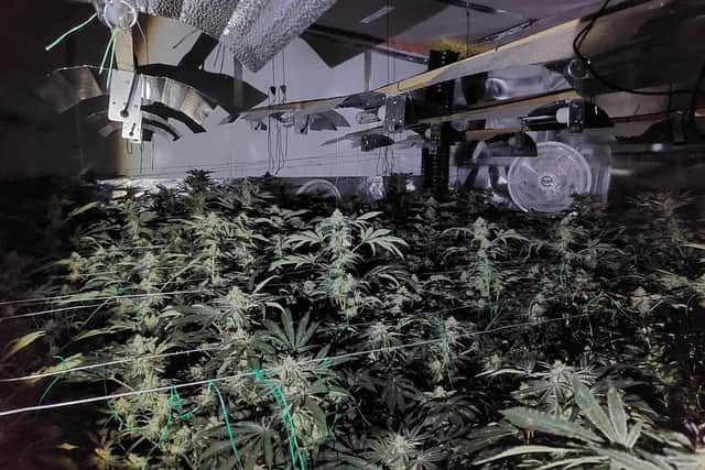 The plants are said to be worth £250k.