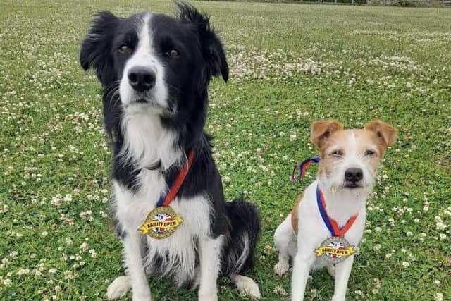Vibe, left and Jaffa, will be competing in the Championship (Large) and Medium Anything But Collie (ABC) events, respectively, at Crufts 2023.