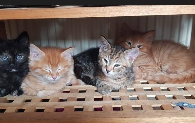 Nap time for Tila's kittens.