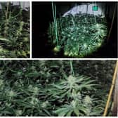 Some of the plants seized by police