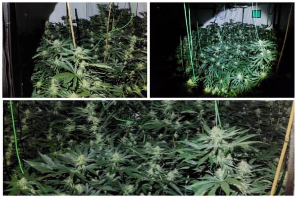 Some of the plants seized by police