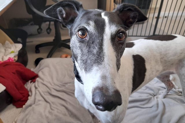 Bronty is an eight-year-old Greyhound. She was admitted in March 2022.