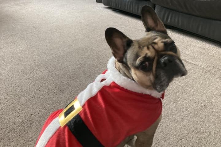 Minnie dressed up as Miss Christmas.