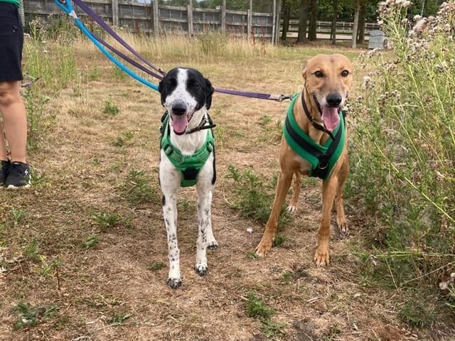 Lurcher