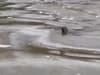 Seal causes stir in Peterborough as he is filmed swimming in Orton Mere Lock