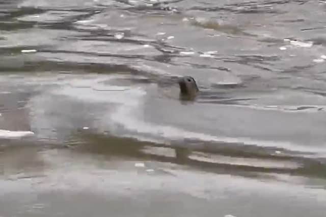 The seal was seen on Sunday, and has been named 'Bert'