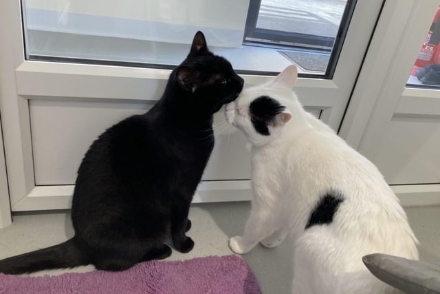 Lennox and Luna are four years and four years and five months old respectively. They are domestic short hair cats, admitted to Woodgreen in April 2022.