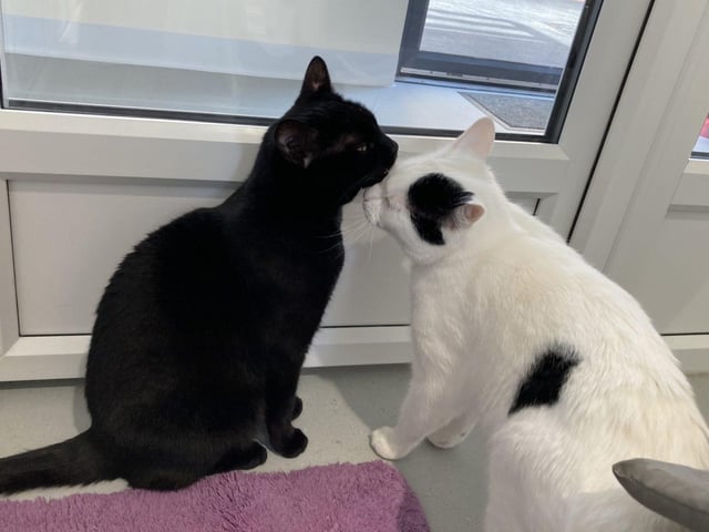 Lennox and Luna are four years and four years and five months old respectively. They are domestic short hair cats, admitted to Woodgreen in April 2022.
