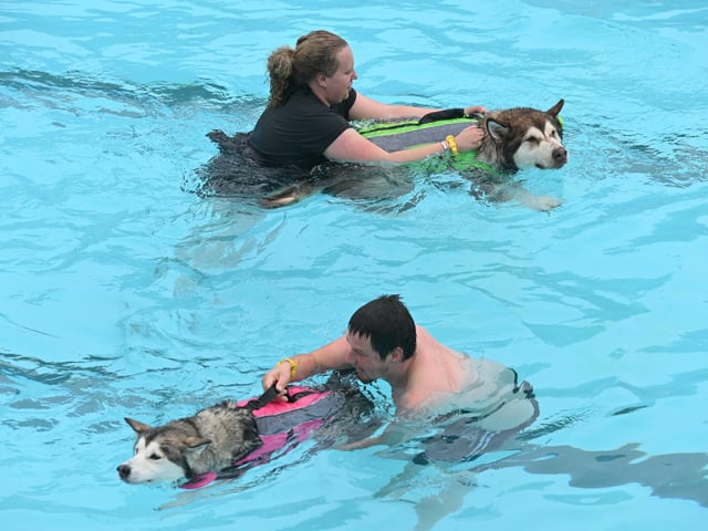 Dog swimming session at the Lido
