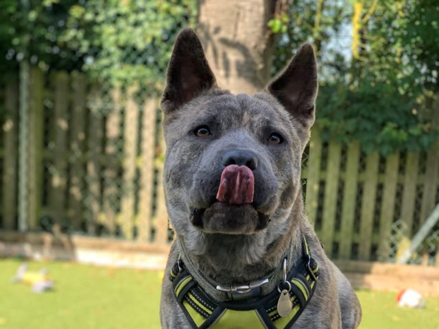 Tokyo is a two-year-old crossbreed. She was admitted March 2021