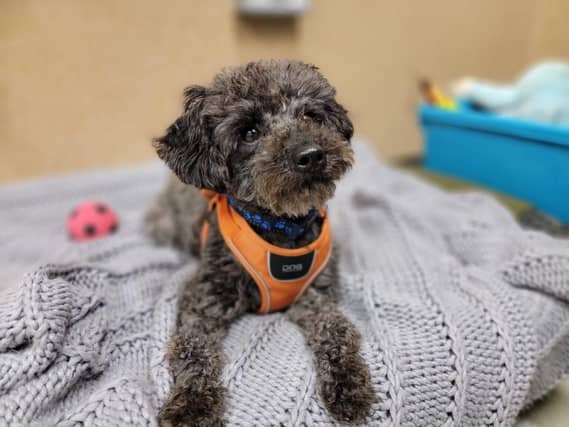 Ben is a small, eight-year old male toy poodle.