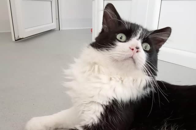 Could you adopt any of these cats in care?