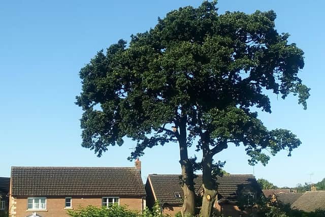 The ancient oak tree in Ringwood, Bretton.