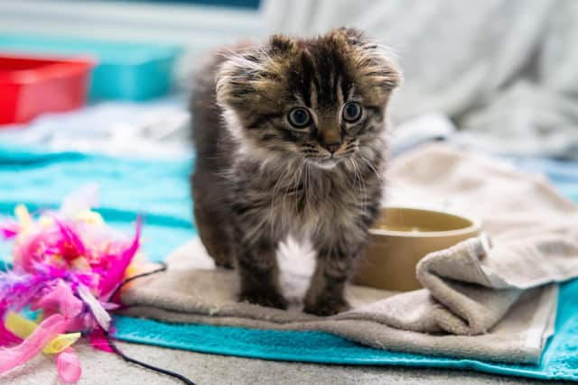 Kiara was just 10 weeks old when she was discovered shivering out on the streets in the run-up to Christmas last year.
