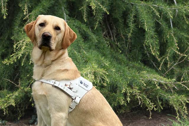 Guide Dog, Sue, has been trained through generous fundraising.