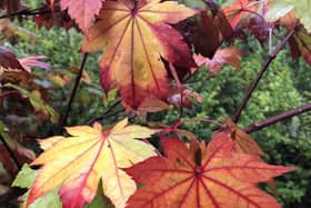 There are hundreds of Japanese maples to choose from but favourites include Acer japonicum ‘Vitifolium’