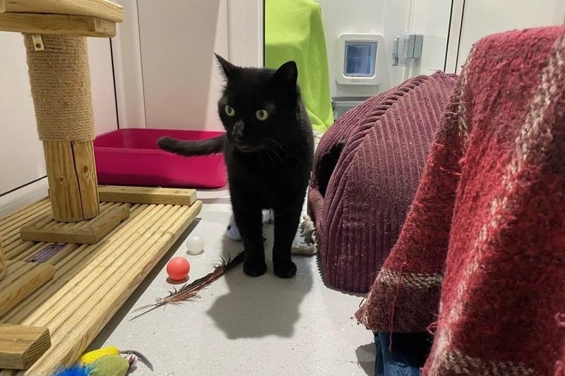 Felix is a 13-year-old male cat. He is not suitable for households with other pets. Felix can be quite worried around children and therefore has in the past been reactive. He will need to be homed to an adult only home without any children visiting regularly.