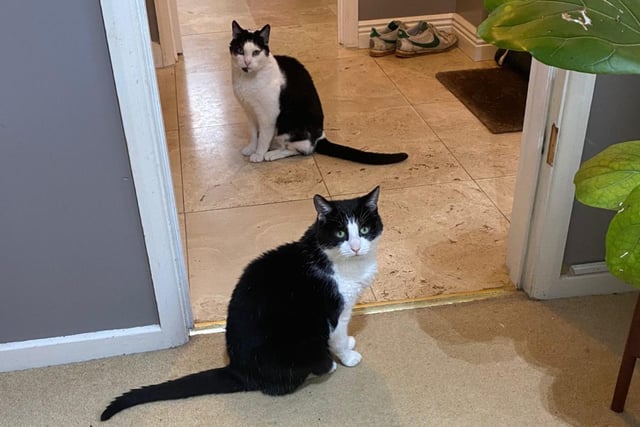 Jasey and Max are 11-year-and-seven-month-old male and female domestic short hair cats