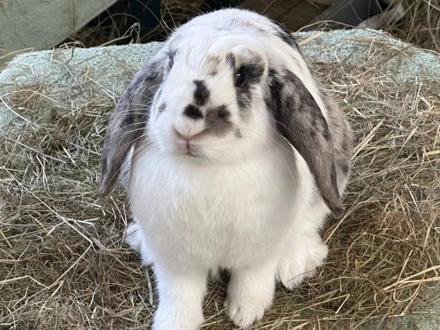 Two-year-old Patsu is a neutered male lop rabbit who needs to have a companion rabbit to keep him company.