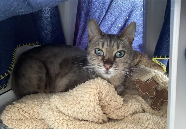 Ellie is a three-year-and-11-month-old female Bengal, admitted to Woodgreen in April 2022.
