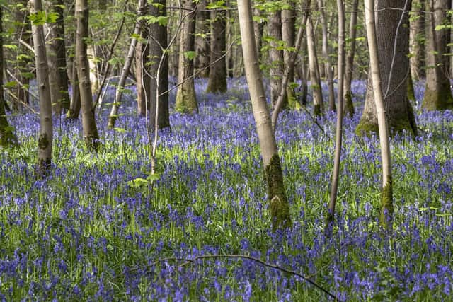 Southwick Wood is transformed by bluebells each spring