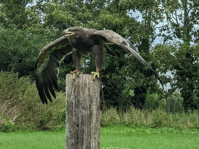 Located in the small village of Wisbech St Mary, the Fens Falconry centre offers visitors a chance to get up close to rare birds or prey. The centre runs regular flying demonstrations to show visitors how skilled handlers control its resident birds.