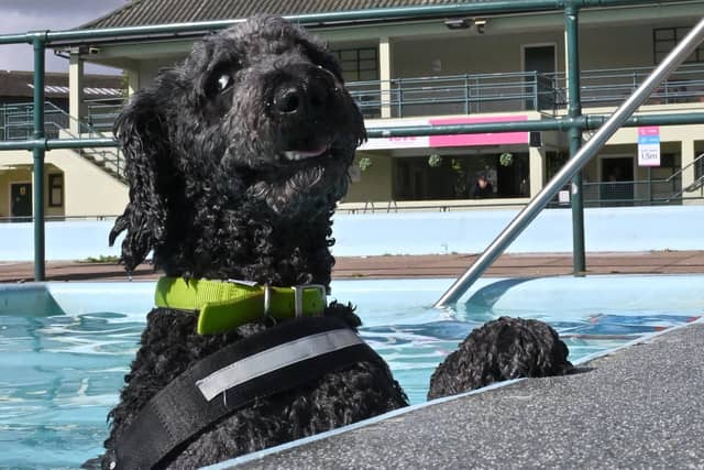 Dog swimming session at Peterborough Lido