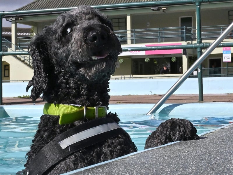 Dog swimming session at Peterborough Lido