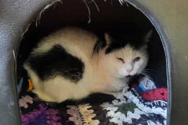 Pierre is an eight-year-old male domestic longhair crossbreed