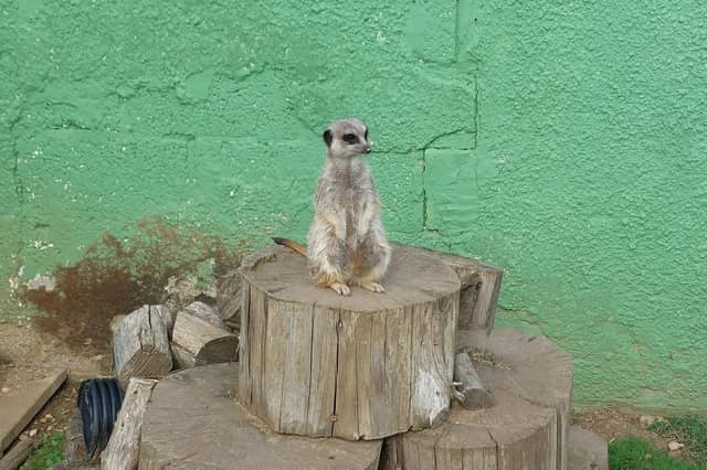 Meerkats do not make good pets as they become aggressive when they reach sexual maturity