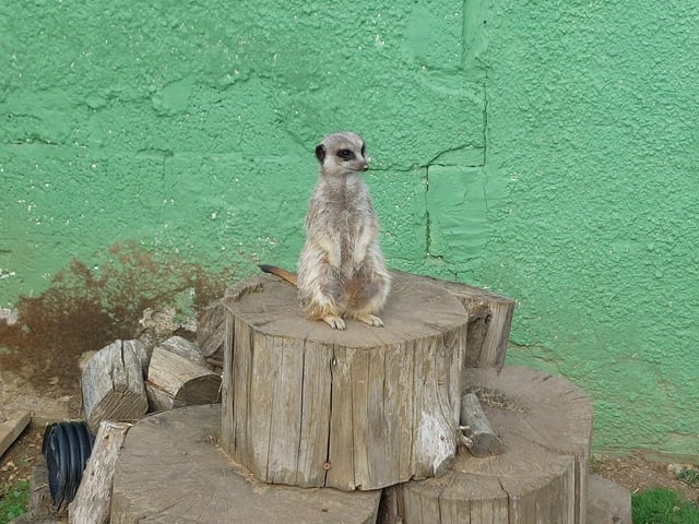 Meerkats do not make good pets as they become aggressive when they reach sexual maturity